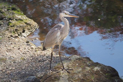 アオサギ幼鳥20201105平塚(撮影　鈴木真由美）