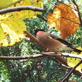 アカウソ♂20201116伊勢原(撮影　鈴木真由美）