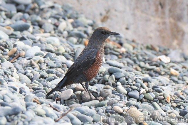 イソヒヨドリ若♂20201022大磯(撮影　鈴木真由美）.jpg
