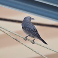 イソヒヨドリ♀20201102平塚(撮影　鈴木真由美）