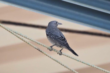 イソヒヨドリ♀20201102平塚(撮影　鈴木真由美）