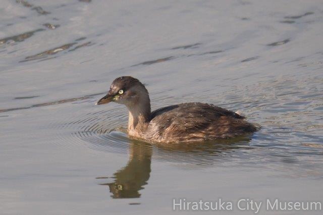 カイツブリ20201118秦野(撮影　鈴木真由美）