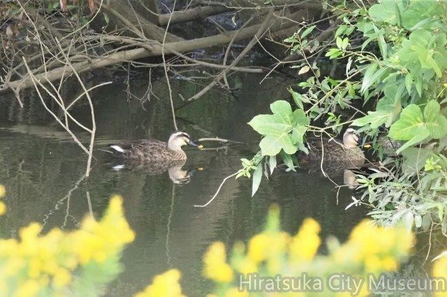 カルガモ20201022平塚(撮影　鈴木真由美）