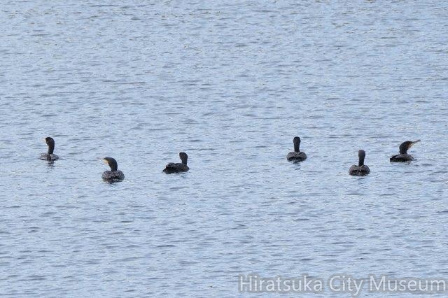 カワウ20201022平塚(撮影　鈴木真由美）