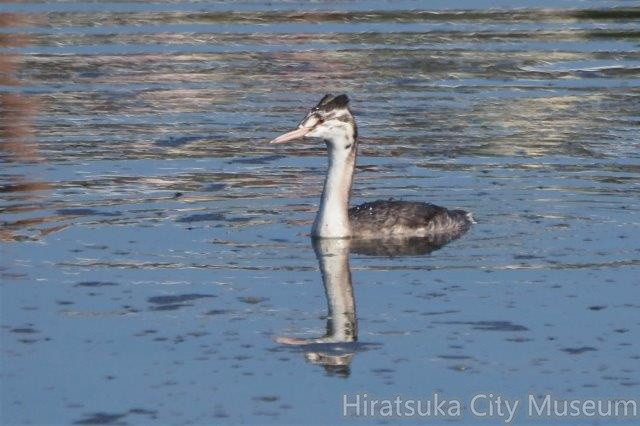 カンムリカイツブリ幼鳥20201113平塚(撮影　鈴木真由美）