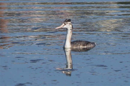 カンムリカイツブリ幼鳥20201113平塚(撮影　鈴木真由美）