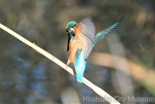 カワセミ♂20201118秦野(撮影　鈴木真由美）