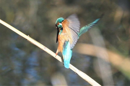 カワセミ♂20201118秦野(撮影　鈴木真由美）