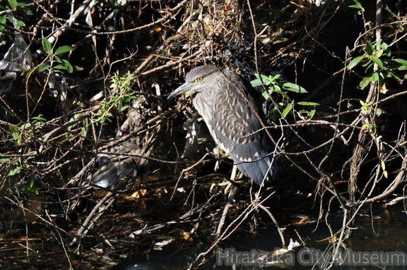 ゴイサギ幼鳥20201104平塚(撮影　鈴木真由美）