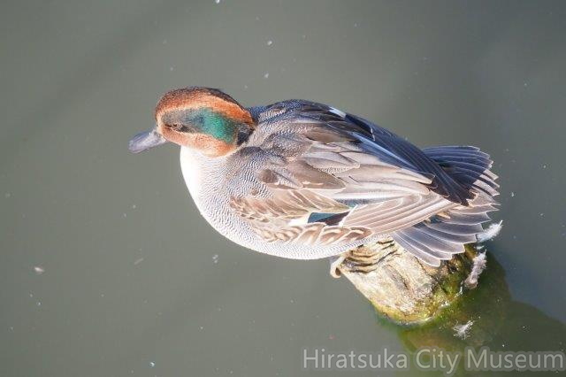 コガモ♂20201118秦野(撮影　鈴木真由美）.jpg