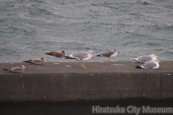 セグロカモメ、ウミネコ20201120平塚(撮影　鈴木真由美）