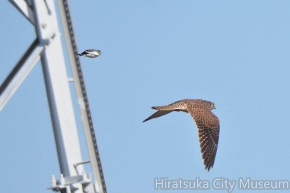 チョウゲンボウ20201026平塚(撮影　鈴木真由美）