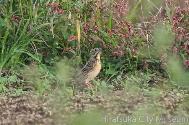 ホオアカ20201103平塚(撮影　鈴木真由美）.jpg