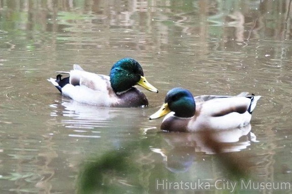 マガモ♂20201109平塚(撮影　鈴木真由美）