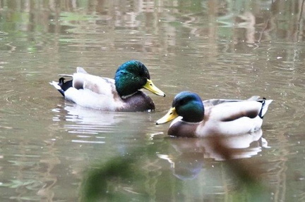 マガモ♂20201109平塚(撮影　鈴木真由美）