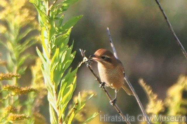 モズ♀とアマガエルのはやにえ20201104平塚(撮影　鈴木真由美）.jpg
