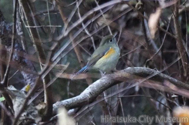 ルリビタキ若♂20201116伊勢原(撮影　鈴木真由美）.jpg