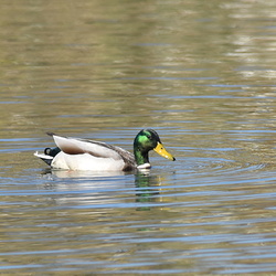 平塚と大磯の鳥（撮影　岡根武彦）