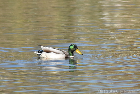 マガモ♂20201114平塚（撮影　岡根武彦）