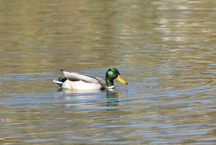 マガモ♂20201114平塚（撮影　岡根武彦）