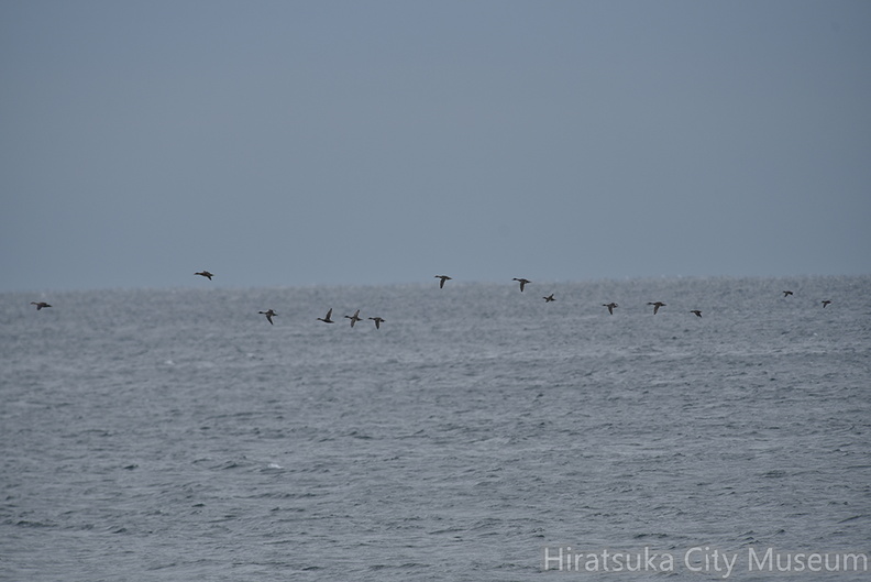 マガモ渡り20201112平塚（撮影　岡根武彦）.jpg