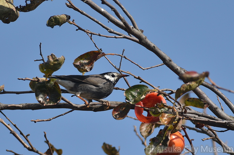 ムクドリ20201118平塚（撮影　岡根武彦）