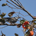 ムクドリ20201118平塚（撮影　岡根武彦）