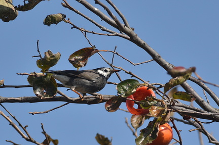 ムクドリ20201118平塚（撮影　岡根武彦）