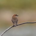 モズ♀20201124平塚（撮影　岡根武彦）
