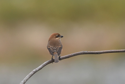 モズ♀20201124平塚（撮影　岡根武彦）