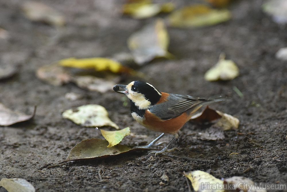 ヤマガラ20201104平塚（撮影　岡根武彦）