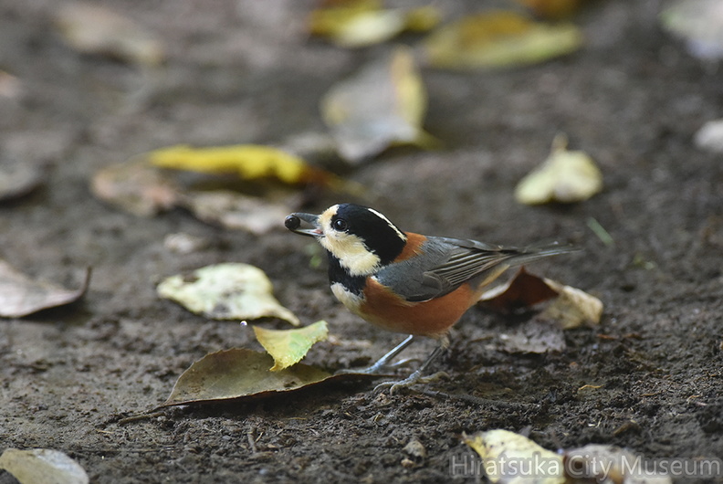 ヤマガラ20201104平塚（撮影　岡根武彦）