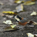 ヤマガラ20201104平塚（撮影　岡根武彦）