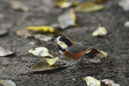 ヤマガラ20201104平塚（撮影　岡根武彦）