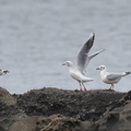 ユリカモメ20201112平塚（撮影　岡根武彦）