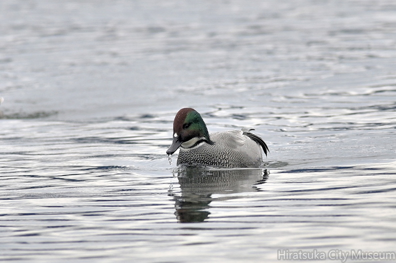 ヨシガモ♂20201124平塚（撮影　岡根武彦）.jpg