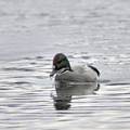 ヨシガモ♂20201124平塚（撮影　岡根武彦）