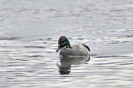 ヨシガモ♂20201124平塚（撮影　岡根武彦）