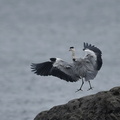 アオサギ20201112平塚（撮影　岡根武彦）