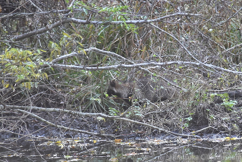 アライグマ20201111平塚（撮影　岡根武彦）.jpg