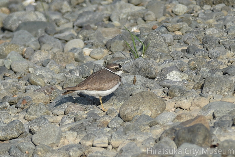 イカルチドリ20201118平塚（撮影　岡根武彦）.jpg