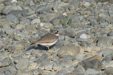 イカルチドリ20201118平塚（撮影　岡根武彦）