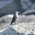 イソヒヨドリ♀20201116平塚（撮影　岡根武彦）