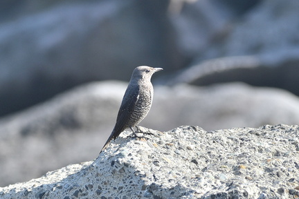 イソヒヨドリ♀20201116平塚（撮影　岡根武彦）