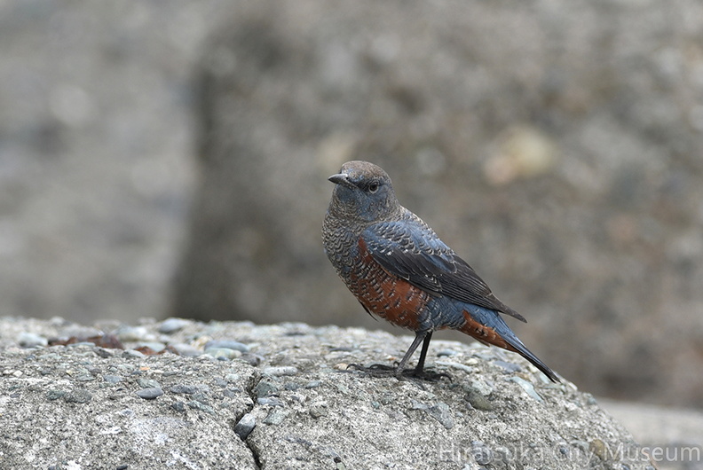 イソヒヨドリ♂20201112平塚（撮影　岡根武彦）.jpg