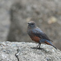 イソヒヨドリ♂20201112平塚（撮影　岡根武彦）