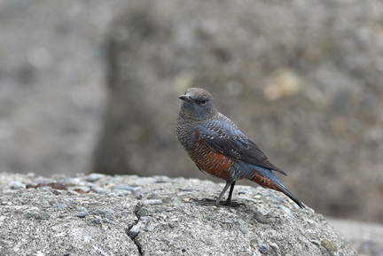 イソヒヨドリ♂20201112平塚（撮影　岡根武彦）