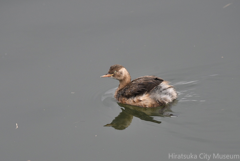 カイツブリ20201103平塚（撮影　岡根武彦）.jpg