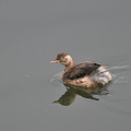 カイツブリ20201103平塚（撮影　岡根武彦）