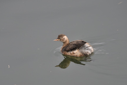 カイツブリ20201103平塚（撮影　岡根武彦）
